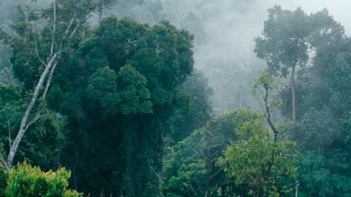 Misteri dan Keindahan Hutan Terlarang di Indonesia