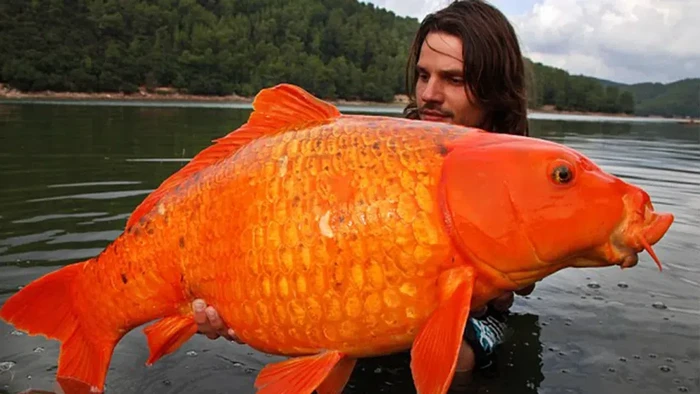 “Ikan Mas Bikin Gempar Legenda Monster Di Danau Kanada”